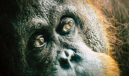Orangutan population plummets as habitats are destroyed