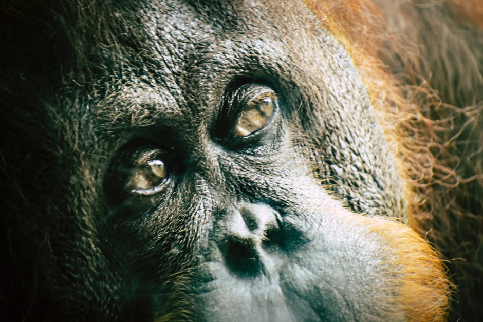Orangutan population plummets as habitats are destroyed