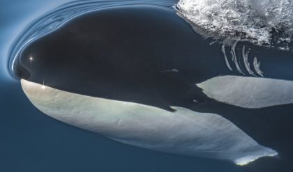 Dead killer whale on Tiree was Lulu as extinction fears grow
