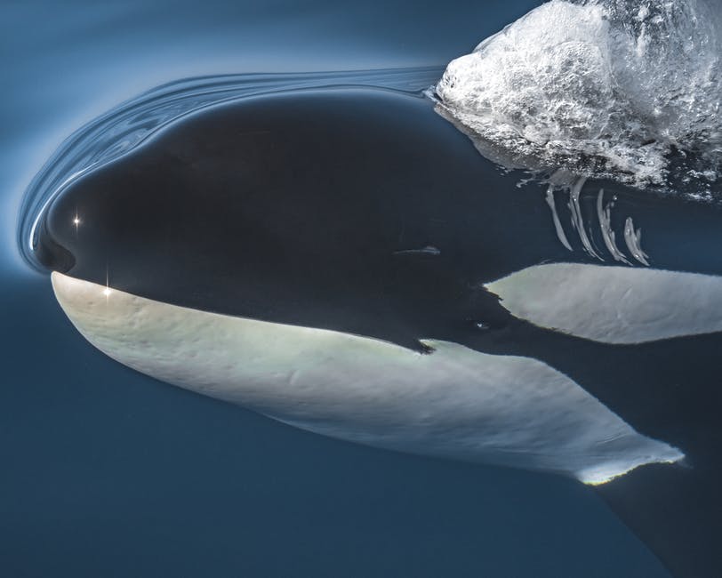 Dead killer whale on Tiree was Lulu as extinction fears grow