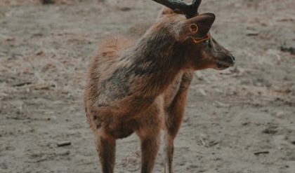 After hearing a car horn blast, startled reindeer fled Tesco’s carpark