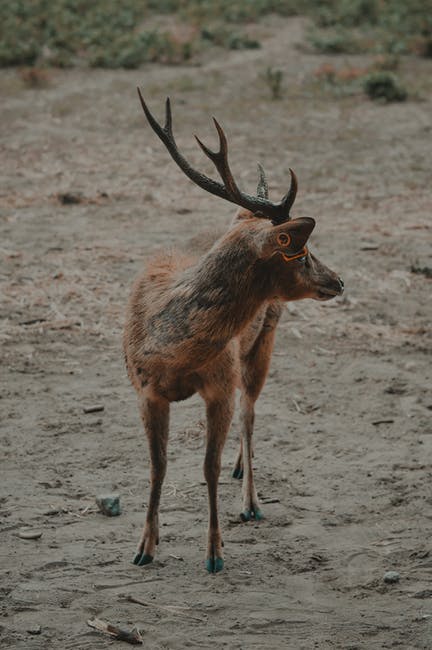 After hearing a car horn blast, startled reindeer fled Tesco’s carpark