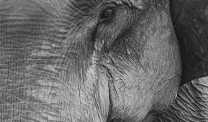 Extinct elephant fossil on display at Dinosaur Isle on Isle of Wight