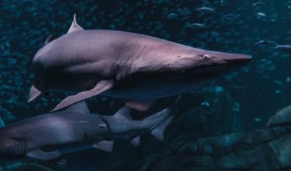 Climate change will make sharks smaller and less efficient hunters.