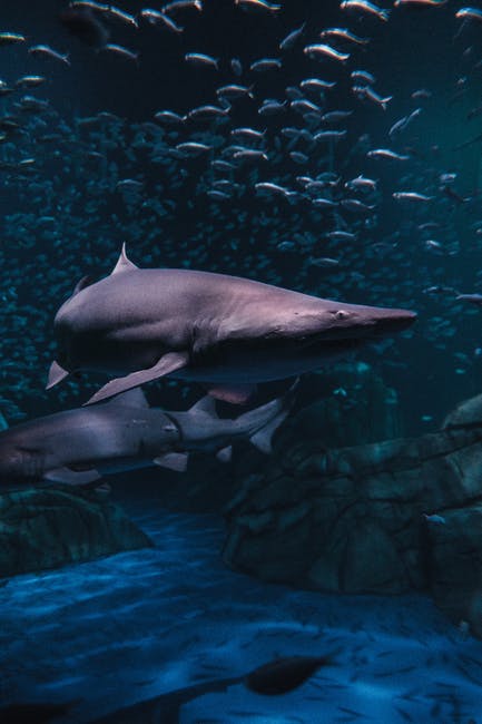 Climate change will make sharks smaller and less efficient hunters.