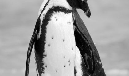 The shrinking Antarctic glaciers benefit Adelie penguins
