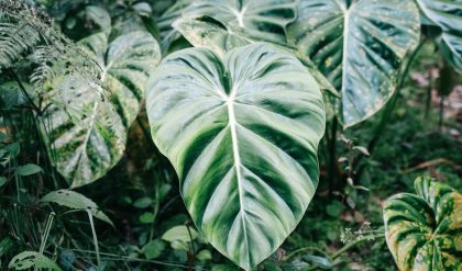 Amazon rainforest faces extinction of half its tree varieties, and its reserves are not sufficient