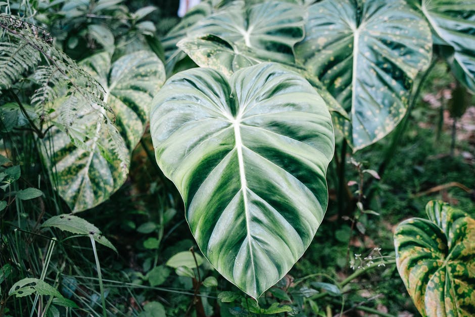 Amazon rainforest faces extinction of half its tree varieties, and its reserves are not sufficient
