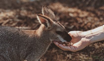 Study of Kangaroo Flatulence shows lower methane emissions than cattle