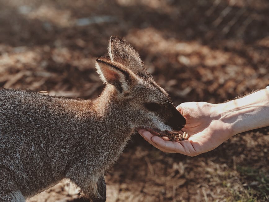 Study of Kangaroo Flatulence shows lower methane emissions than cattle