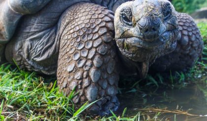 The collapse of the giant Greenland glacier could cause sea level rise by 18 inches.