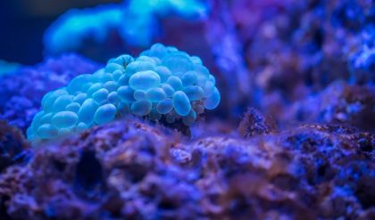 Study finds that beautiful coral reefs are more healthy than their less-pleasing counterparts.