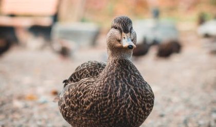 British birds one quarter under threat of extinction and placed on Red List