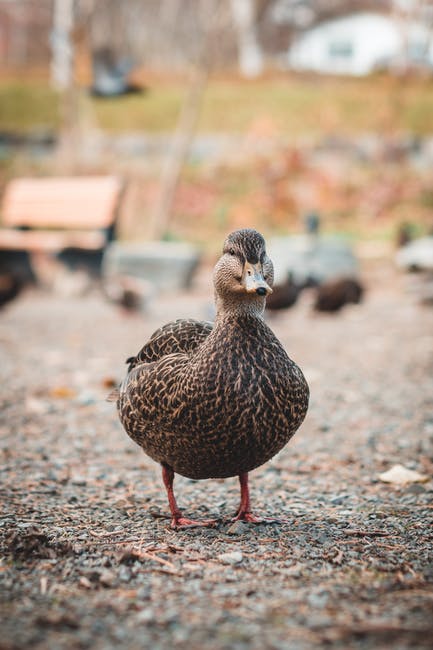 British birds one quarter under threat of extinction and placed on Red List