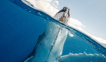 Minke whale boom could be the reason for record-breaking sightings