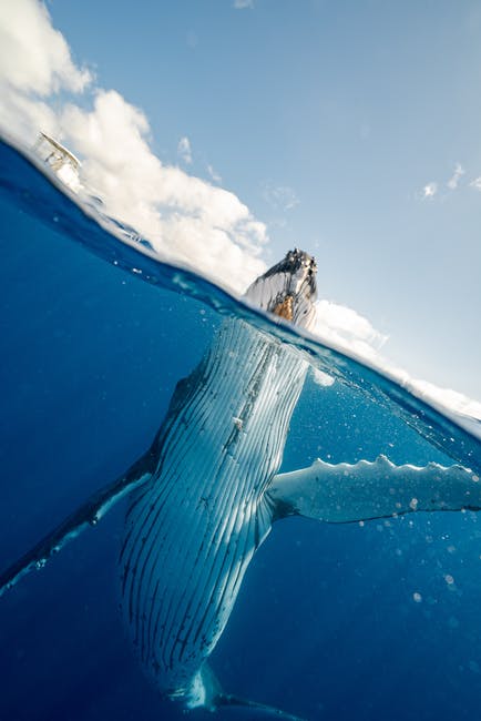 Minke whale boom could be the reason for record-breaking sightings