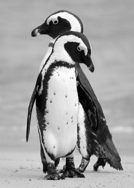 Antarctica is gaining ice, new NASA study shows