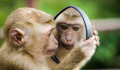 Russian monkeys are being trained to fly to Mars