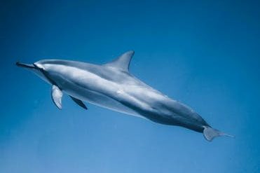 Rare Omura’s whales filmed for the first time