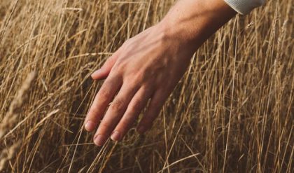 The first time a Lion touched grass was
