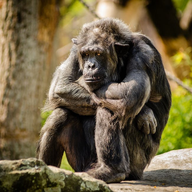 Researchers find a flaw in a study on chimpanzees that have a Scottish accent
