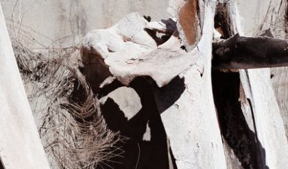 A skull containing evidence of a 430,000-year-old murder was found