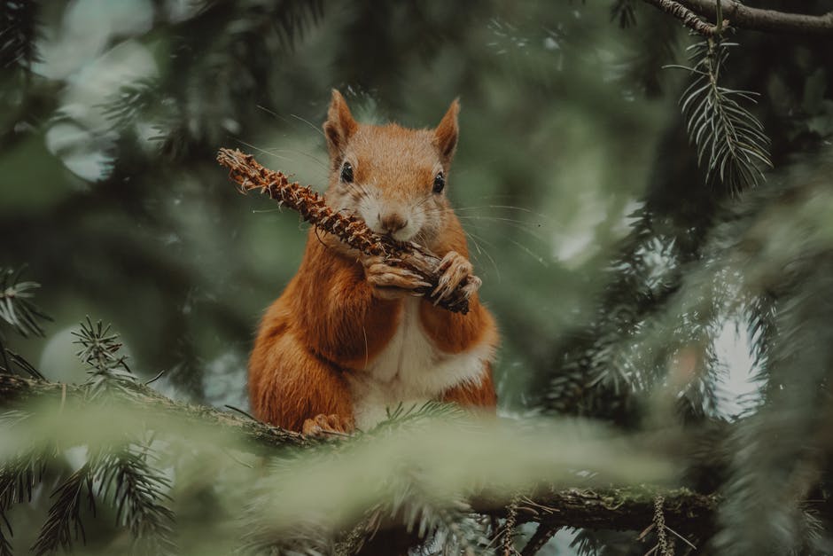 The practice of feeding birds does not help native species but it can do harm to invasive species.