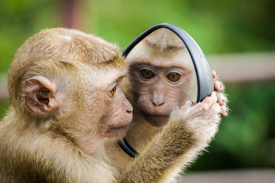 New Tibetan macaque species has unique penis shape