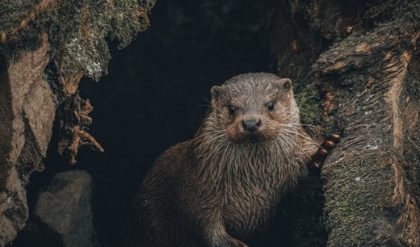 A sixth of all threatened species are climate-related