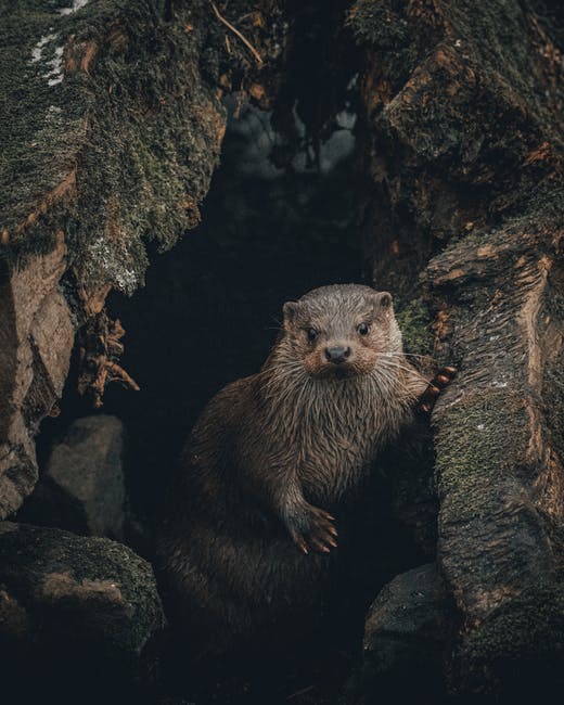 A sixth of all threatened species are climate-related