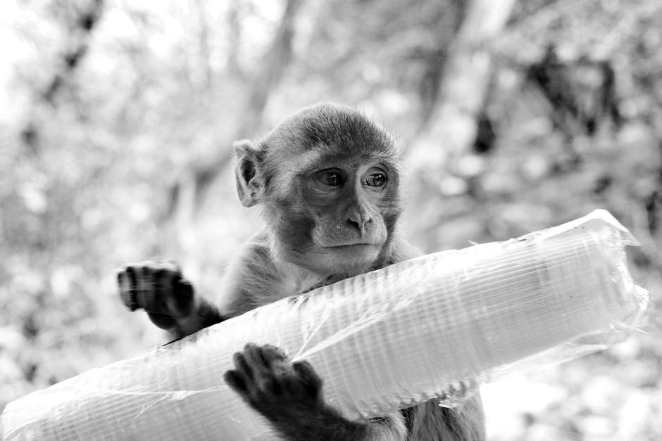Chinese scientists discover new monkey species that have round penis and not an arrow shape