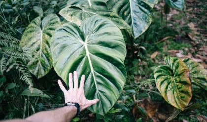 Amazon rainforest destruction makes climate change worse