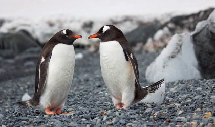 Gentoo penguins use crowd-pooping to melt snow before breeding