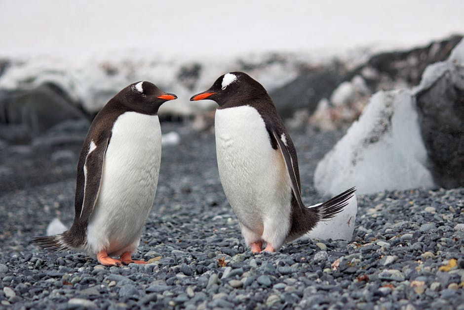 Gentoo penguins use crowd-pooping to melt snow before breeding