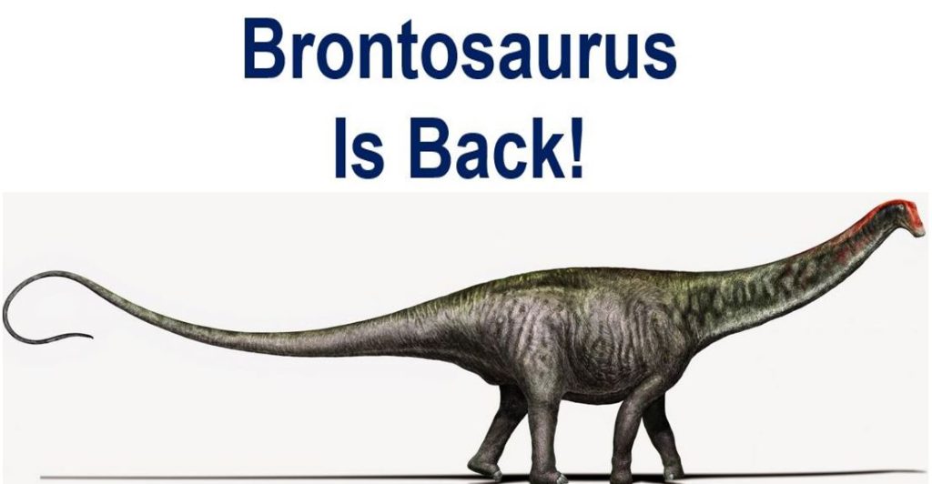 Brontosaurus is now a separate genus from Apatosaurus.