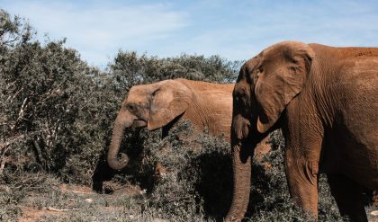 A large herbivore decrease may cause an “empty landscape”