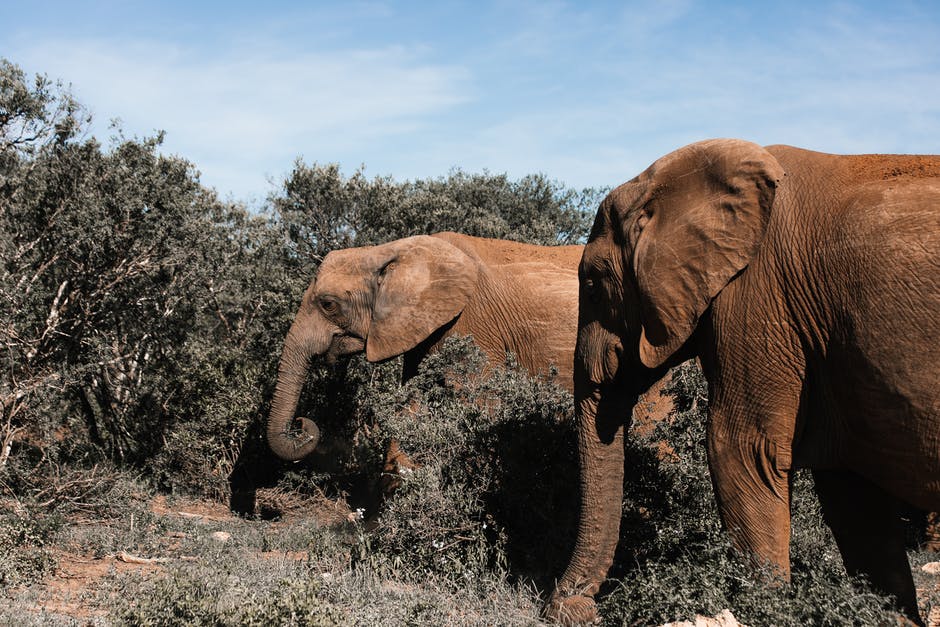 A large herbivore decrease may cause an “empty landscape”