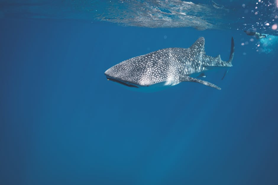 The sightings of Basking Sharks in Scottish waters were much more unusual than expected