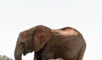 Science says extinct mammoth species could be cloned.