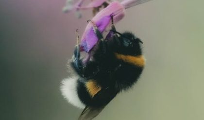 Pesticides have caused bumblebees to prefer roads-facing hedgerows over crop-facing ones