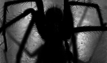 Arachnophobia is in our genes, a product of human evolution
