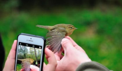 Tiny Blackpoll Warblers migrate thousands of miles without stopping