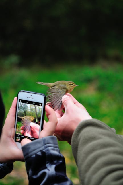 Tiny Blackpoll Warblers migrate thousands of miles without stopping