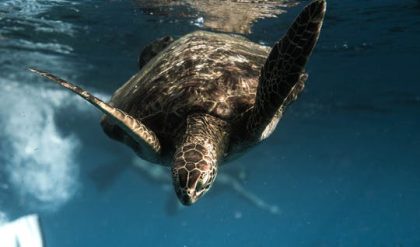 1451 marine species discovered annually, and over 1,000 fish species every 8 years