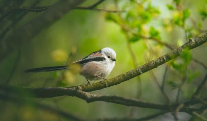 One tiny songbird makes a 1500-mile fly-or-die journey every year.