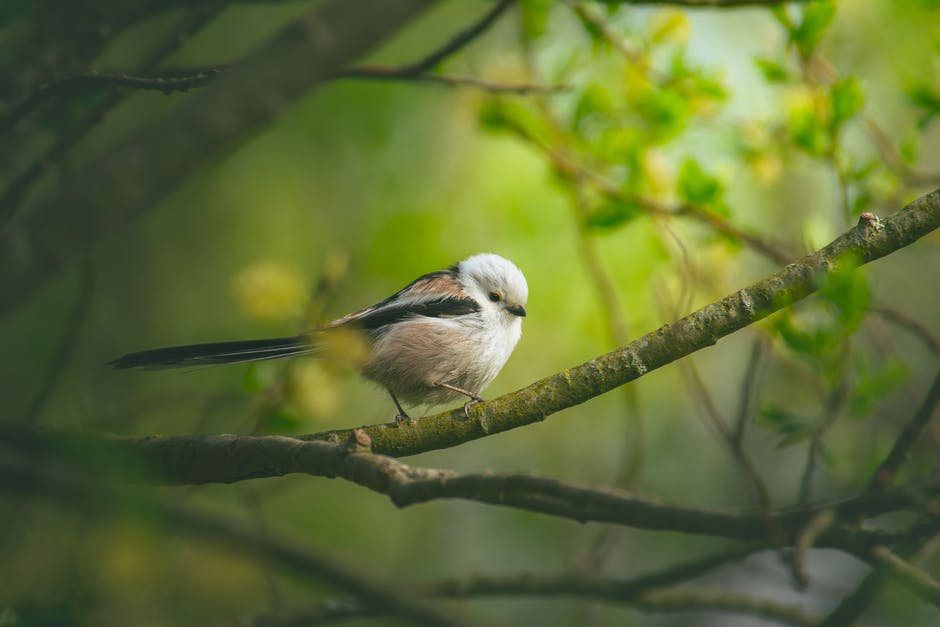 One tiny songbird makes a 1500-mile fly-or-die journey every year.