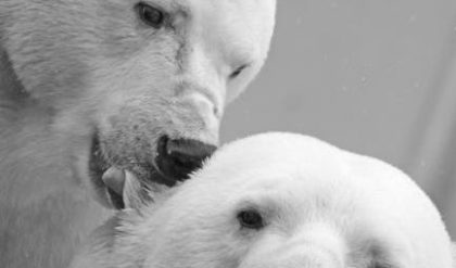 A melting Arctic ice has led to polar bears being more dependent on bird’s eggs