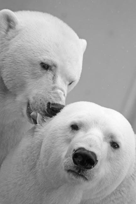 A melting Arctic ice has led to polar bears being more dependent on bird’s eggs