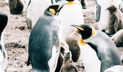 Bass Rock has the largest colony of gannets