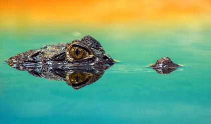 Thirteen million years ago, crocodiles ruled Amazon